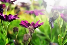 Beautiful violet flowers on a meadow under the sunlight