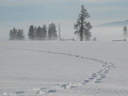 Footprints on a snow