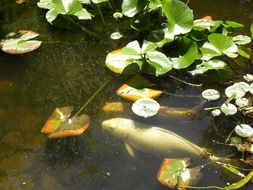 water fish koi carp