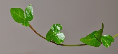 young ivy plant