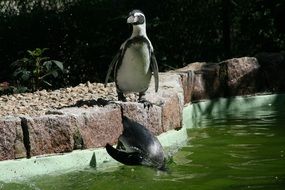 zoo animal tiergarten zittau