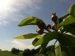 apple tree with baby apples at background with plants in light