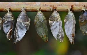 butterfly cocoon on a branch