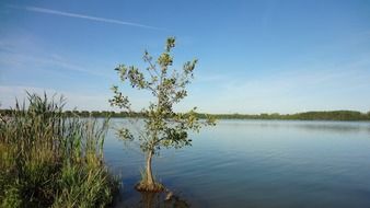 Tree in the lake in Germany
