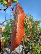 red leaves cherry