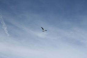 seagull against the blue sky