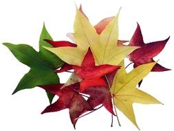 colorful maple leaves on white background