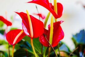 natural scarlet flowers