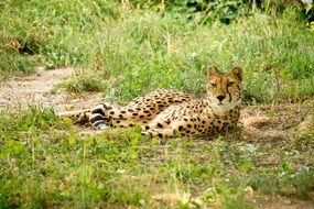 proud cheetah laying down in kenya