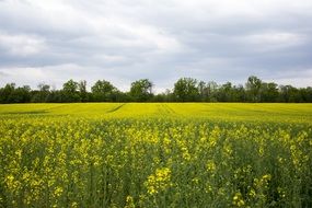 yellow rapeseed valley on a background of green forest