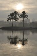 black and white image of the island with palm trees on the city background