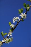 white flower apple branch blooming