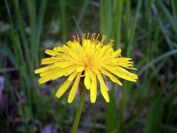 yellow dandelion on the background of small grass on a blurred background