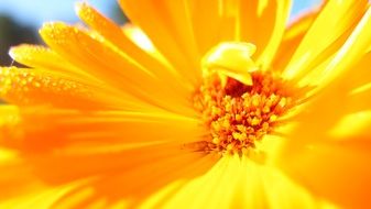 sun - yellow flower