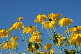 yellow flower and blue sky view