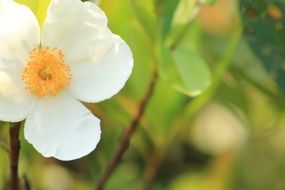 white flower plant in the garden