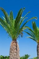 tropical blue sky tree palm with green leaves