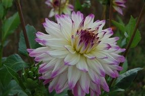 white and purple dahlia in the garden