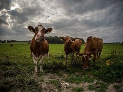 cows in a green meadow under a stormy sky