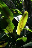 Colorful leaves in the tropical forest in Costa Rica