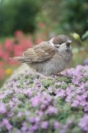 sparrow on the flowering thyme plant