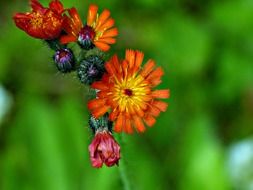 orange red kinge devil or orange hawkweed