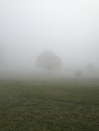green tree in a meadow in the fog