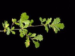 green branch on black background