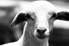beautiful and delightful sheep