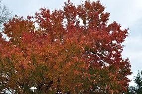 red maple leaves in November