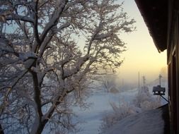 Beautiful winter landscape with the trees in snow at colorful sunrise