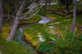 beautiful summer in new zealand