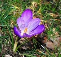 blooming crocus in the grass in spring