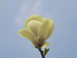 white spring flower bud