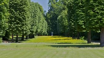 alleys and neat rows of trees