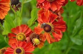 bee pollinating orange flowers in the garden