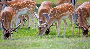 flock of sika deer in the pasture