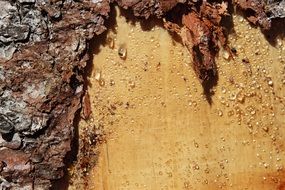 drops of resin on a tree trunk