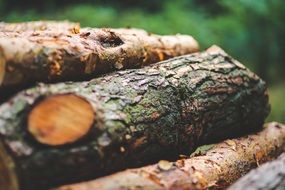 tree bark of felled trees