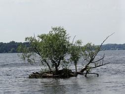 tree under water