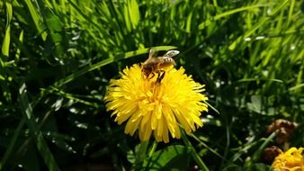 insect on yellow dandelions in the grass in summer