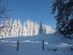 snow on spruce trees on a sunny day