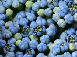 hydrangea flower buds