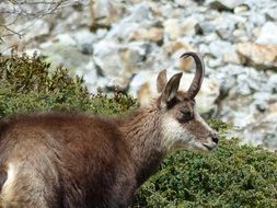 wild chamois in alps portrait