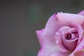 delicate petals of a purple rose