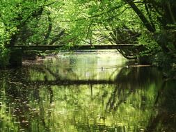 quiet pond among green thickets