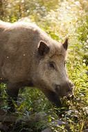 brown boar forest nature