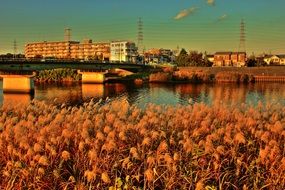 Reed in autumn