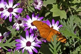 orange butterfly on purple flowers close-up