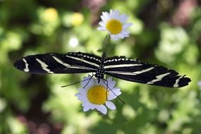 Black white butterfly on a white daisy